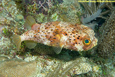 balloonfish